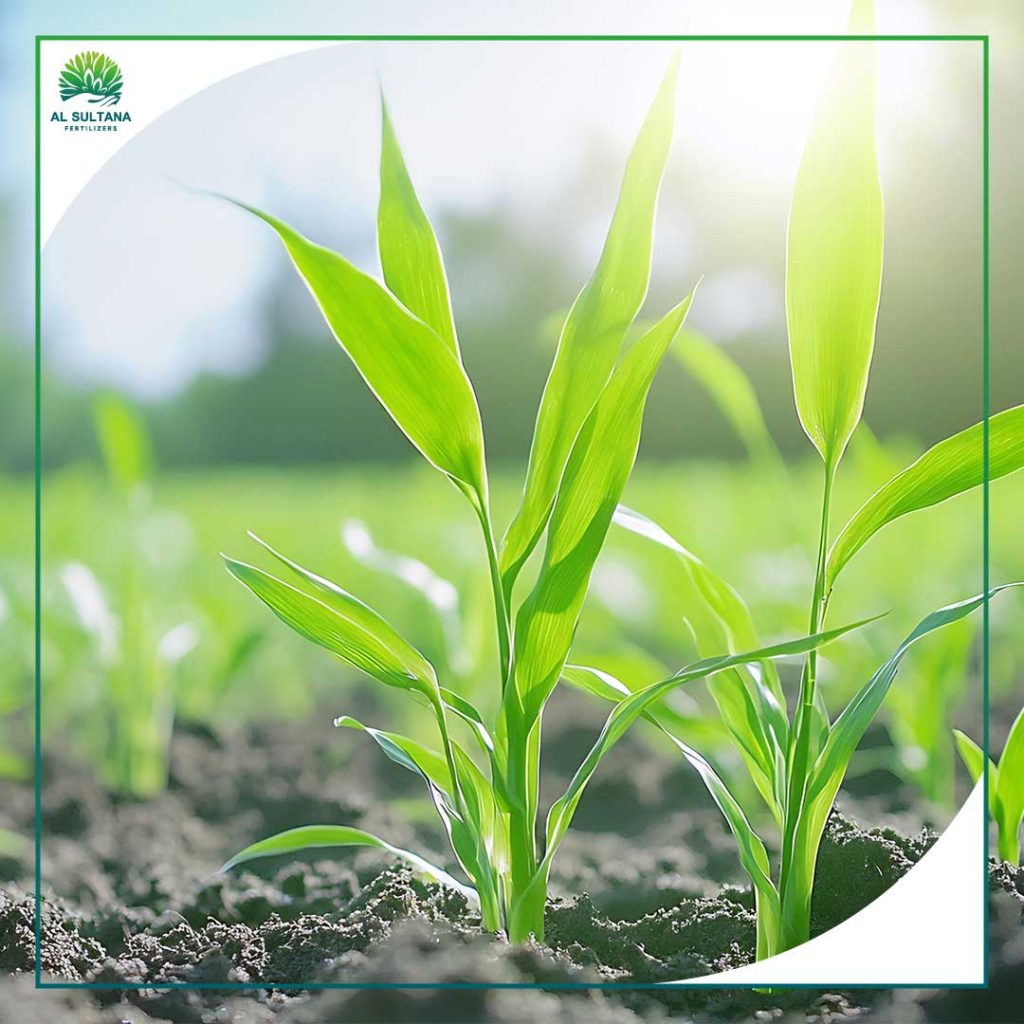 Benefits of Using NPK Fertilizer in Agriculture