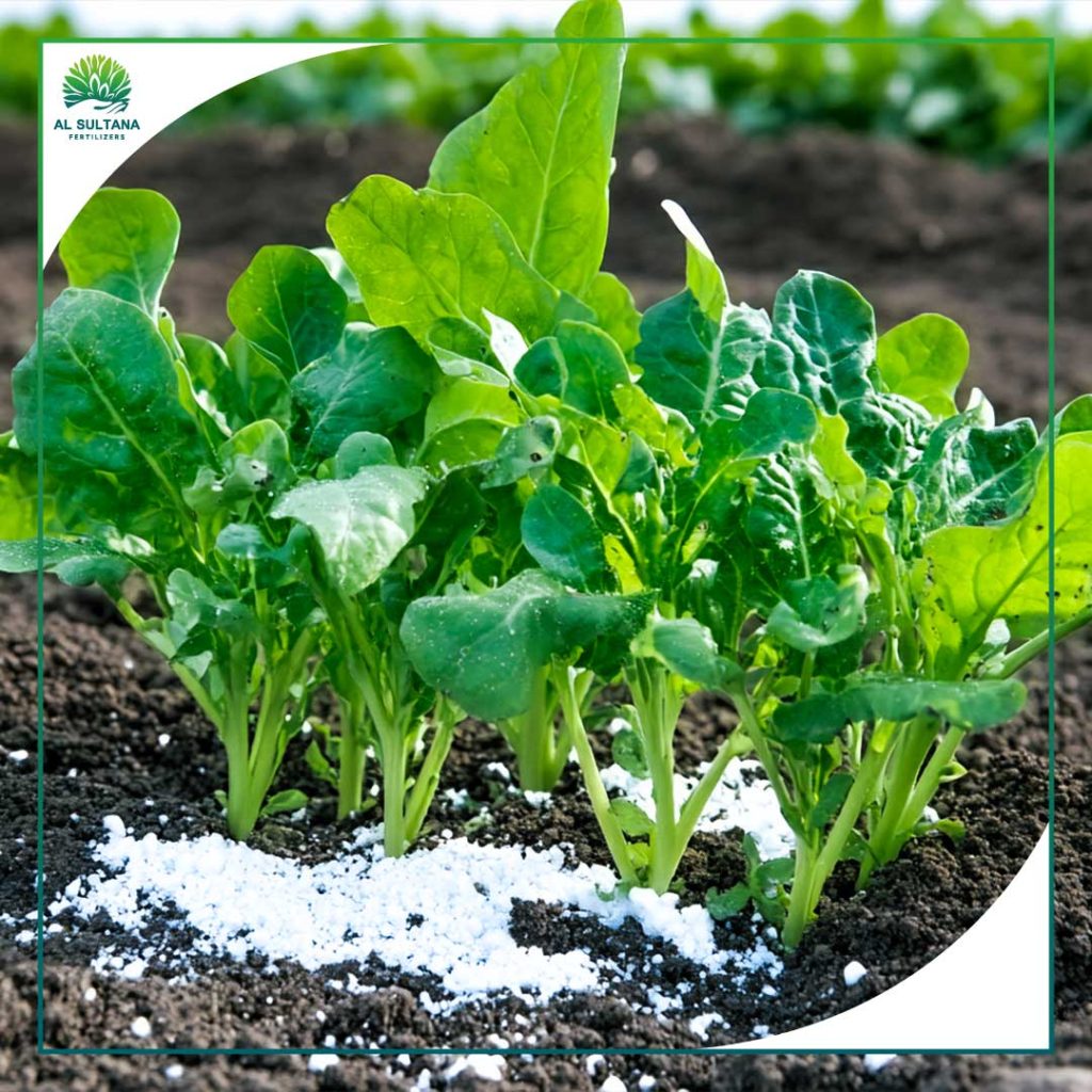 Sustainable agriculture-Best Practices for Applying Organic-Mineral Fertilizers