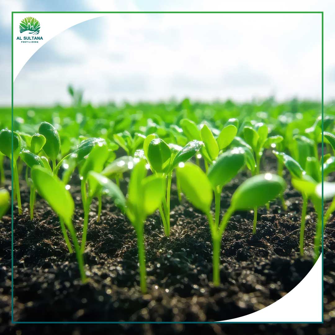 Sustainable-Agriculture-Starts-from-the-Soil